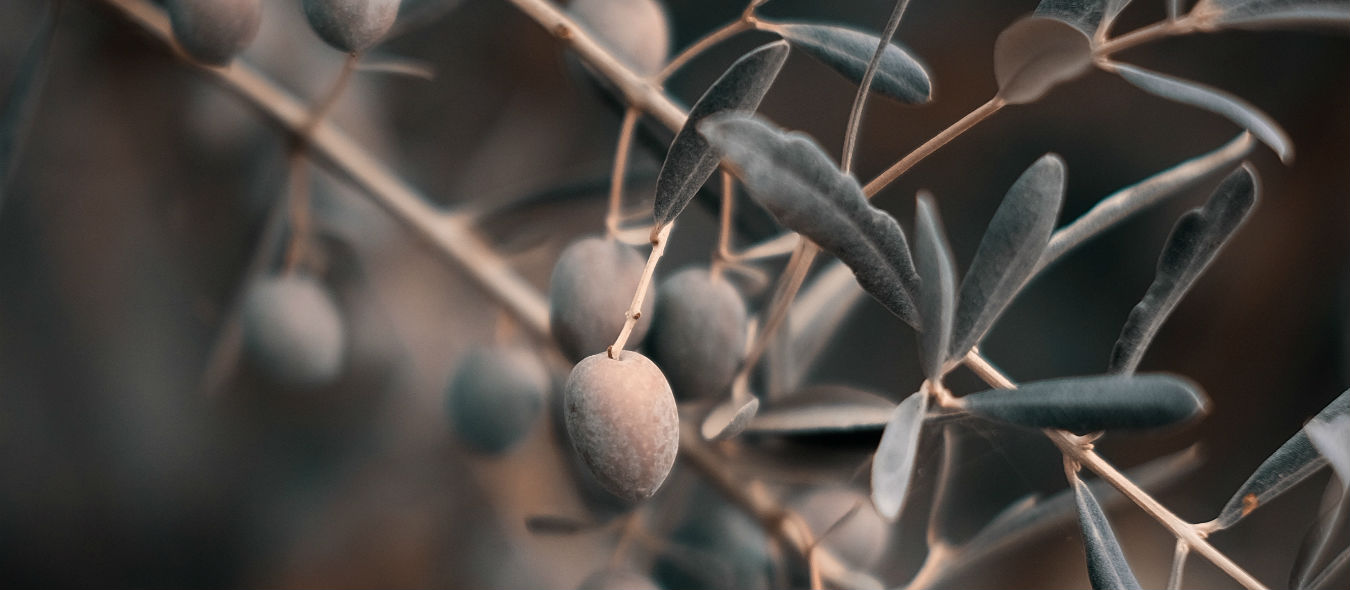 Olive Leaf Health